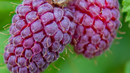 Vampel Loganberry taim C2