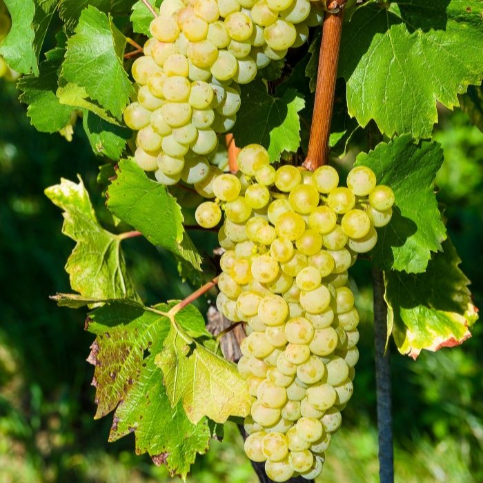 Viinamari Rusbol 1L
