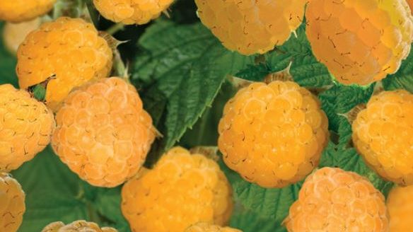 Aedvaarikas Fallgold taim C2