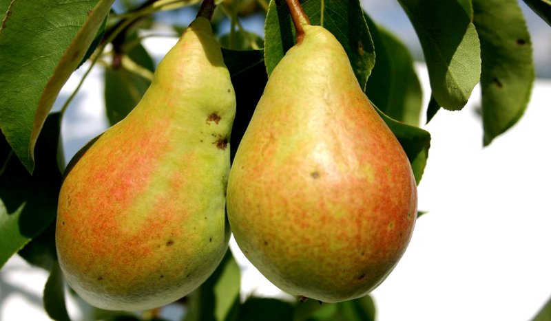 Pirnipuu Pepi C8