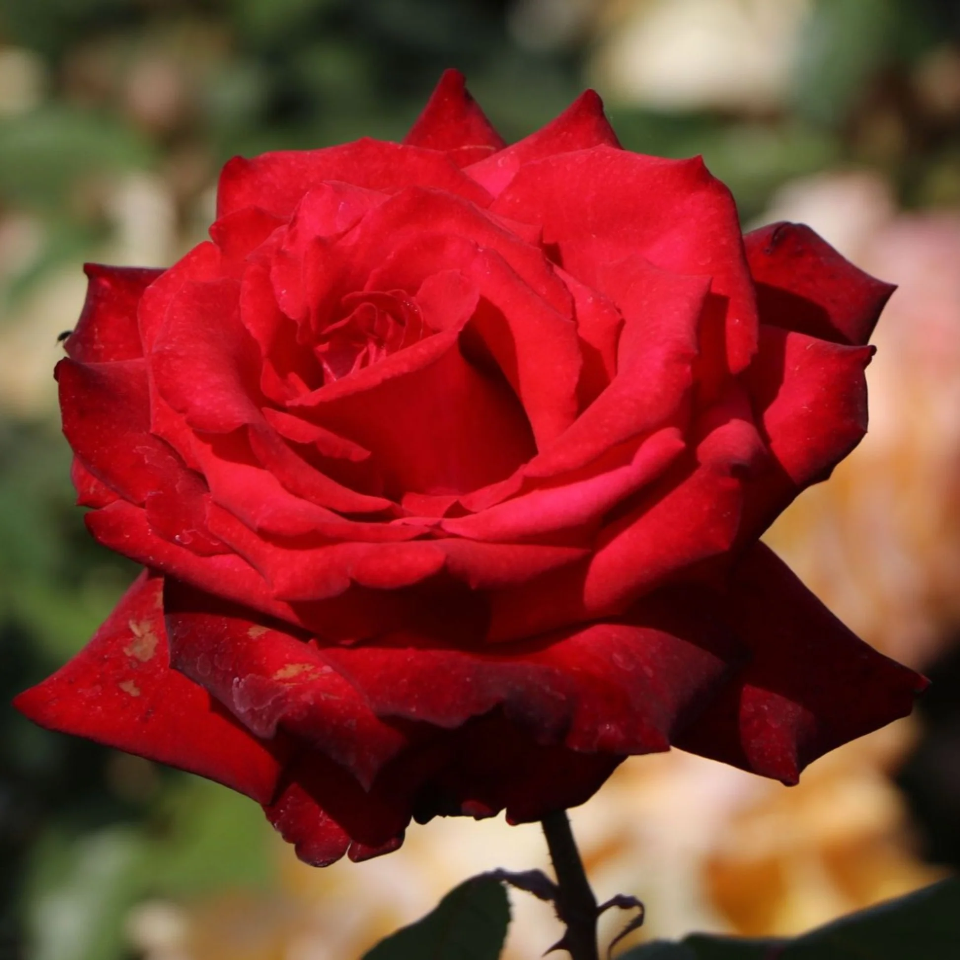 Roos Grande Amore 5L taim
