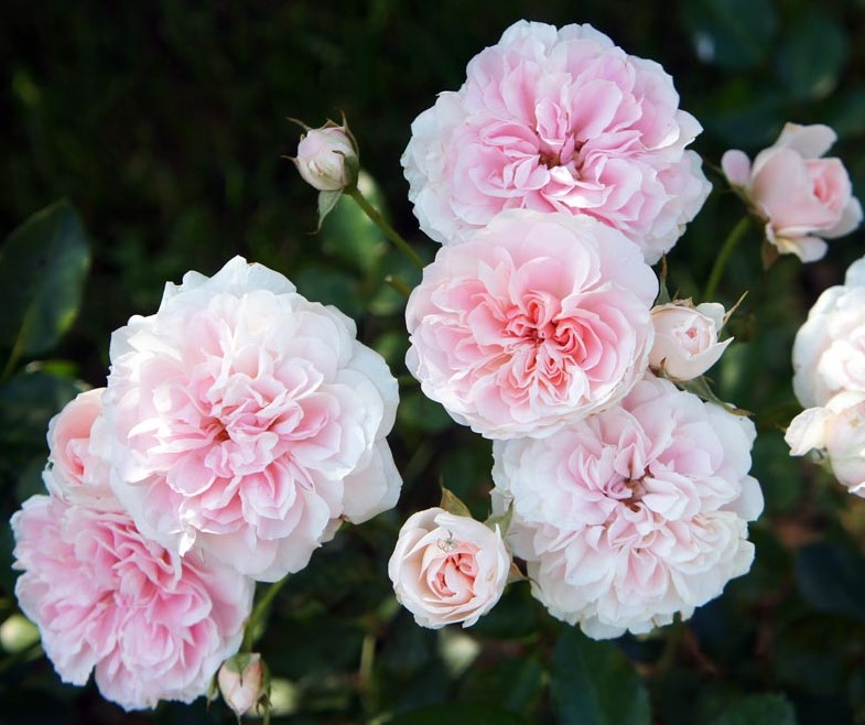 Roos Meine Rose 5L taim