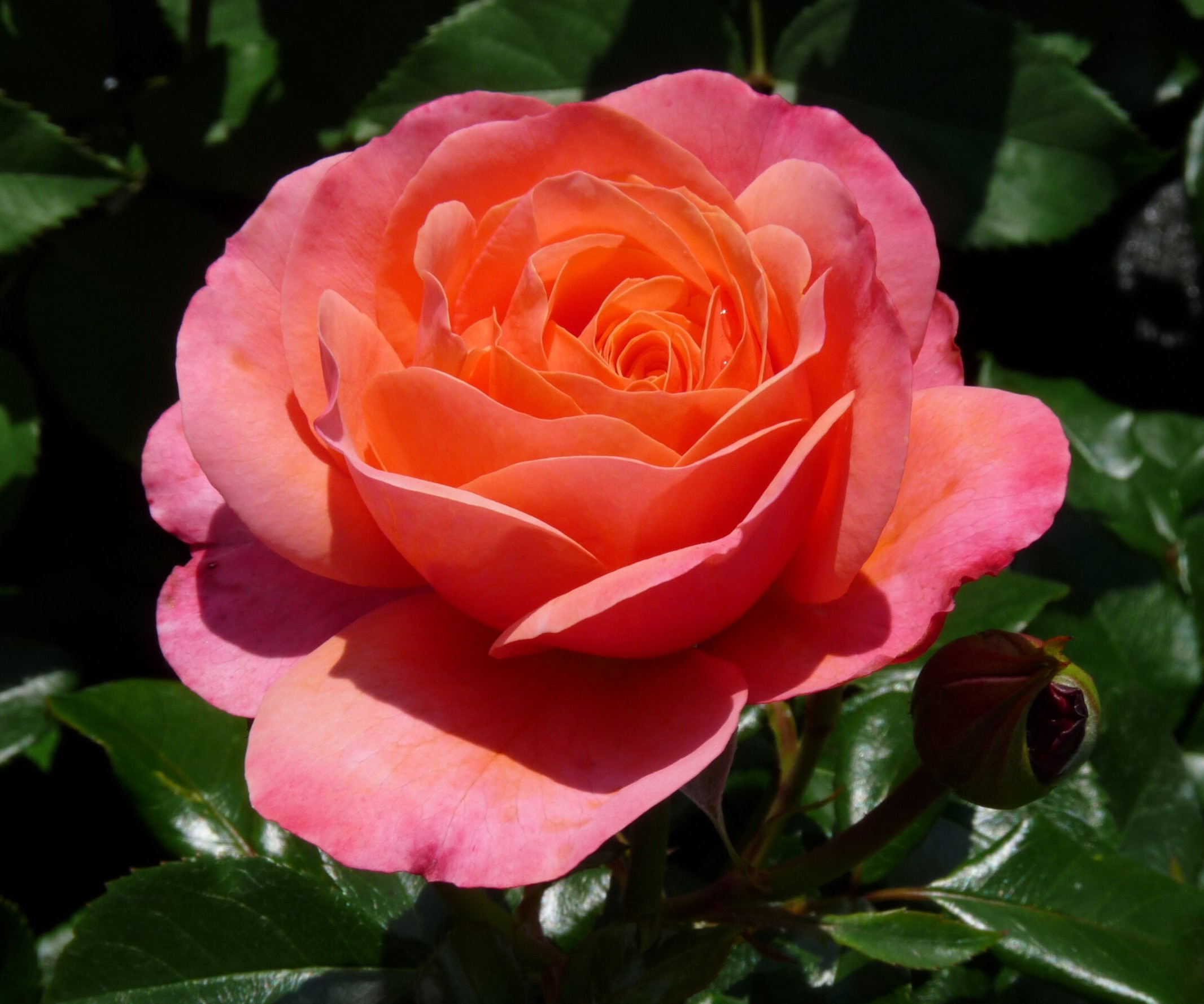 Roos Coral Lions Rose 5L taim