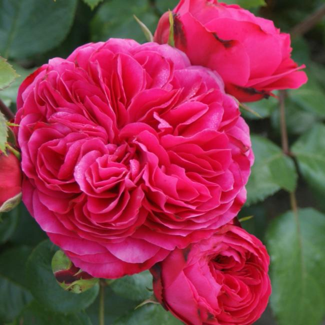 Roos Red Leonardo da Vinci 5L taim