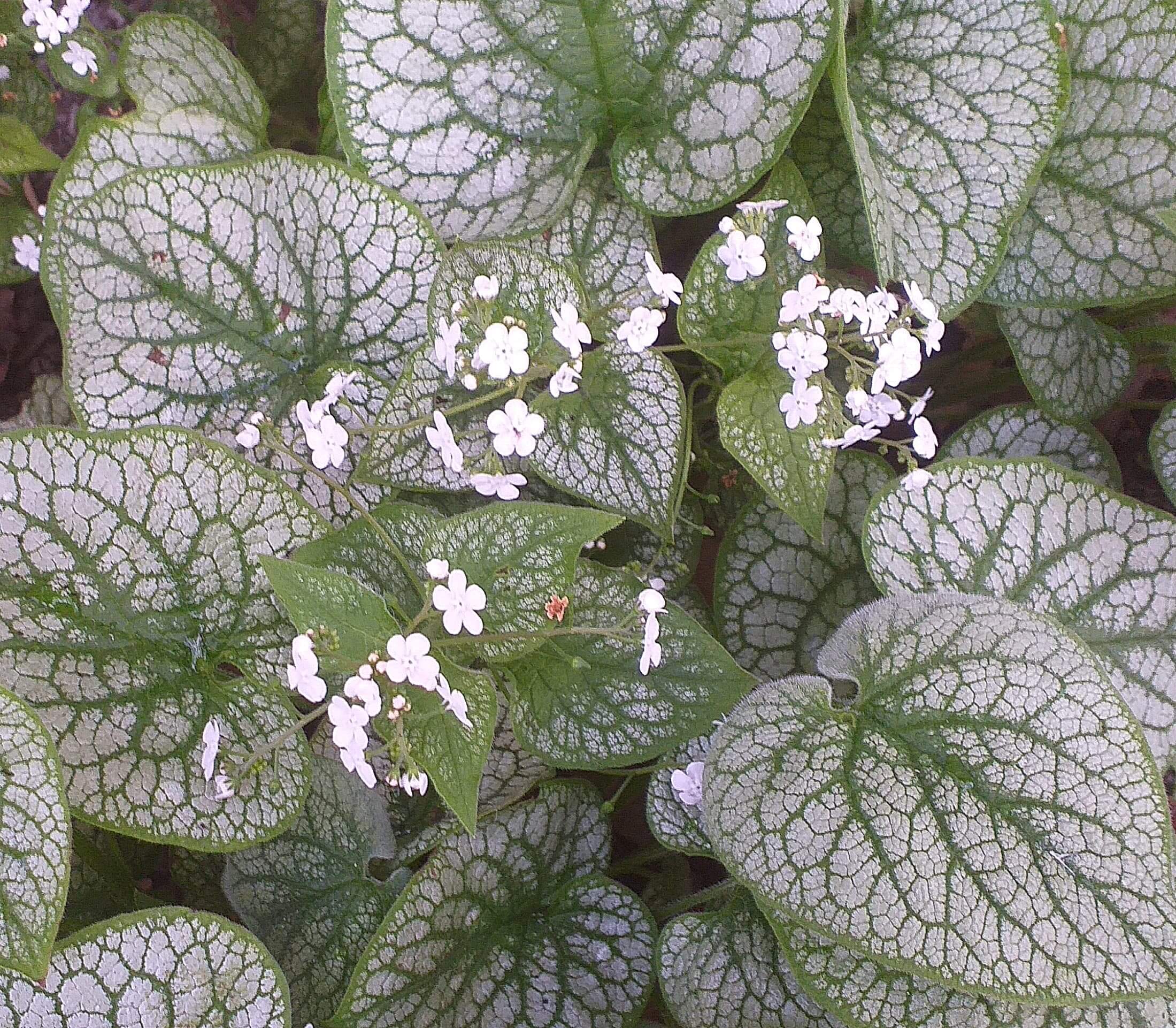Suurelehine brunnera Mr. Morse taim P9