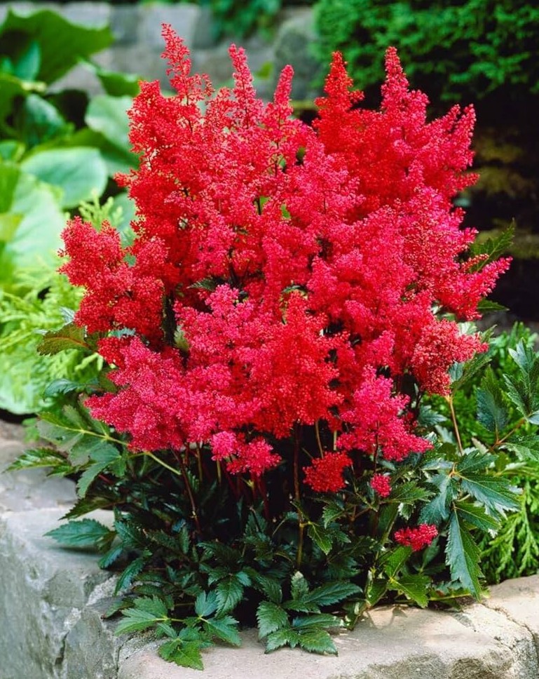 Arendsi astilbe Astary Red taim P9