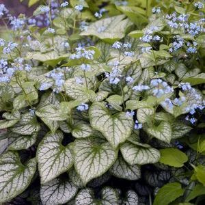 Suurelehine brunnera Sea Heart taim P9