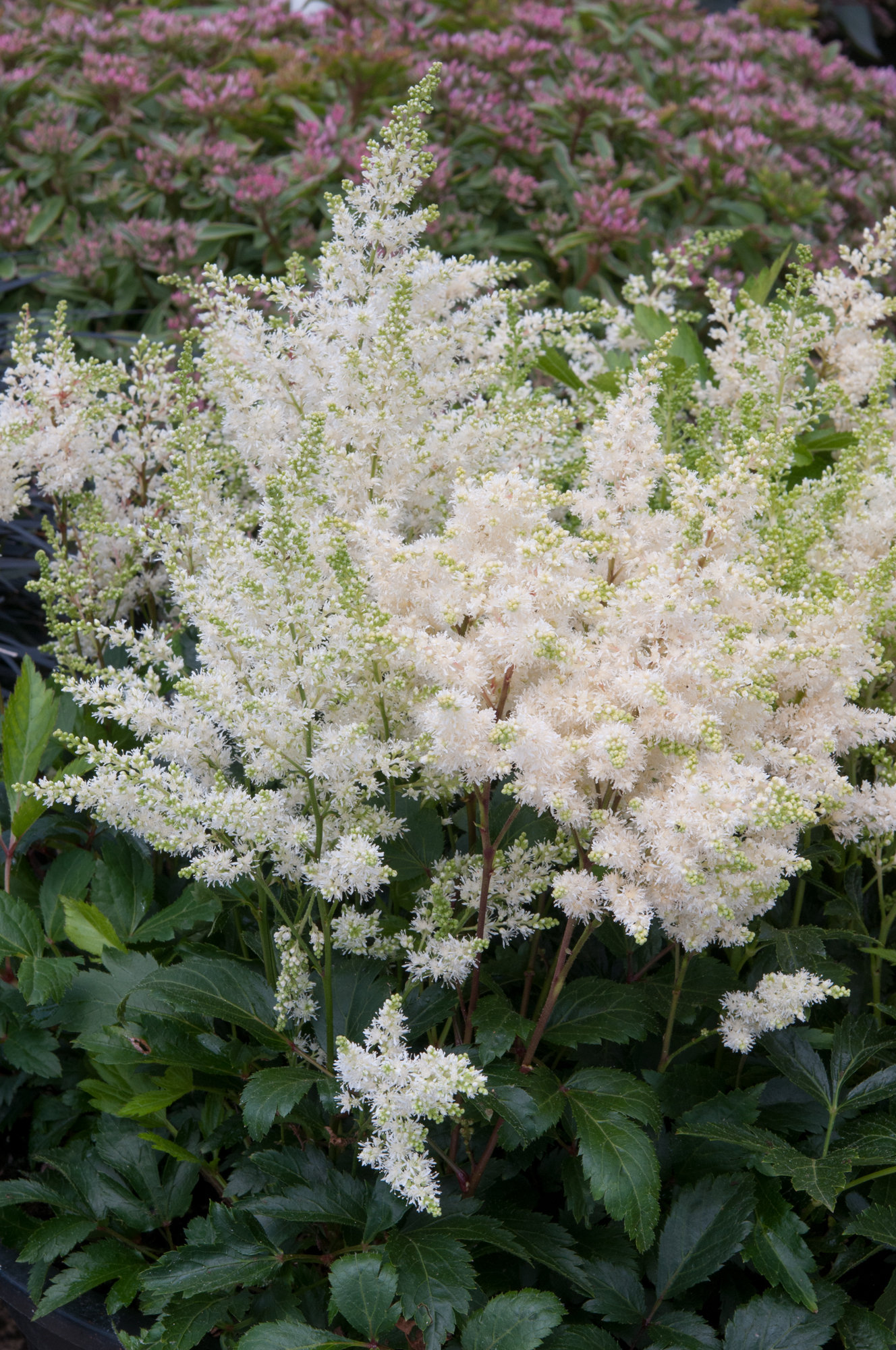 Arendsi astilbe Astary White taim P9