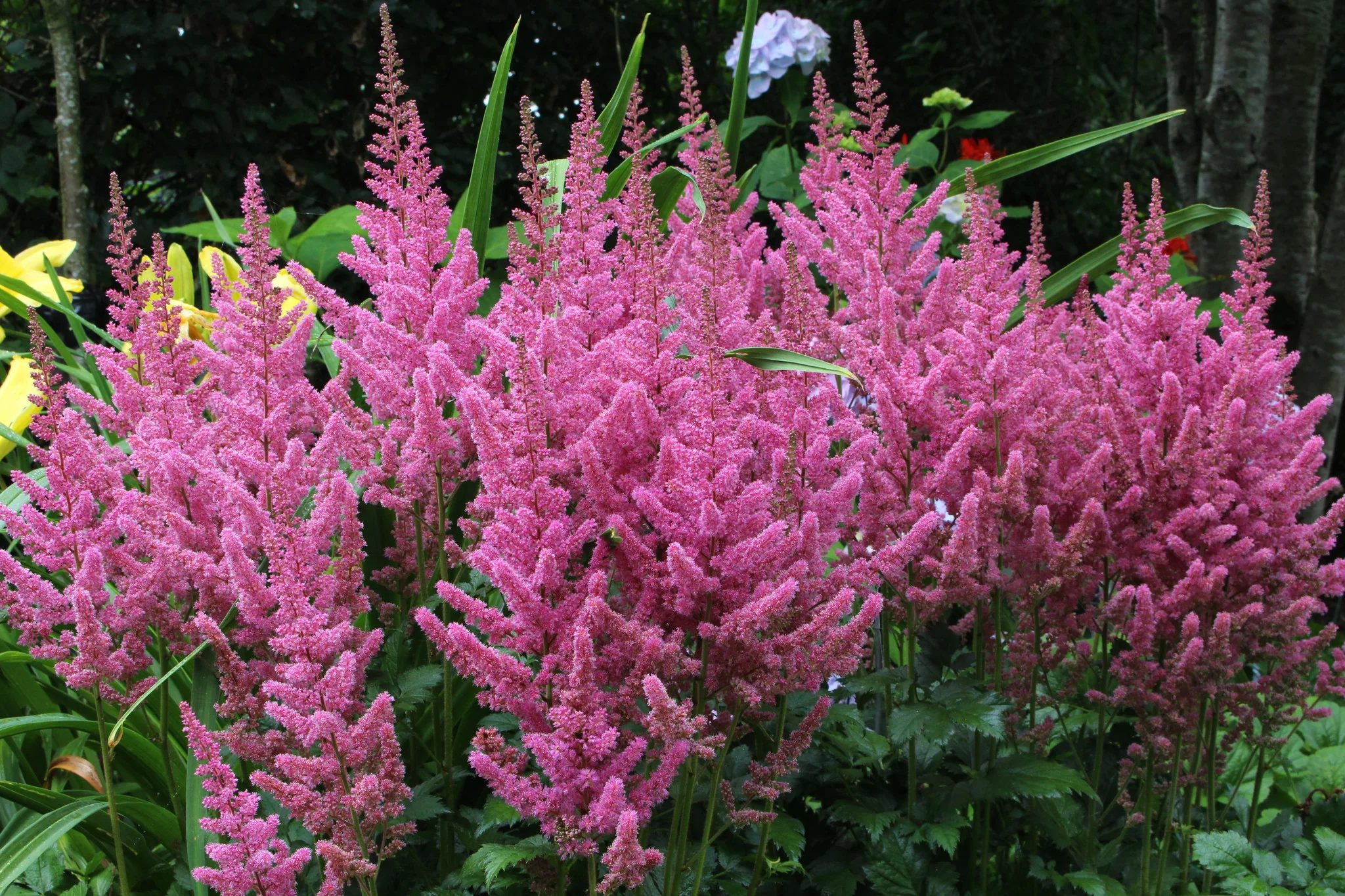 Hiina astilbe Vision in Pink taim P9