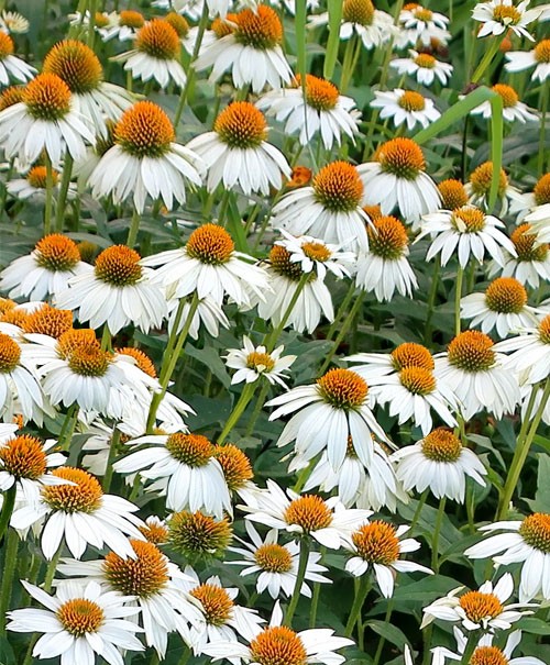 Siilkübar PowWow White taim P9