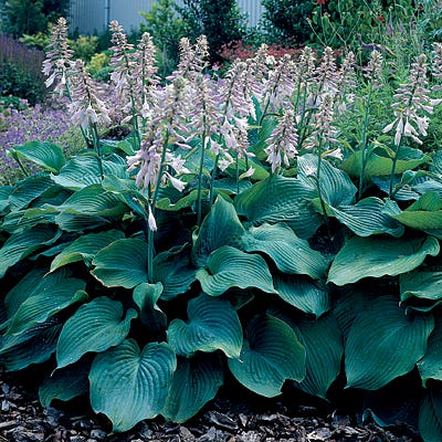 Hosta Blue Angel taim P9