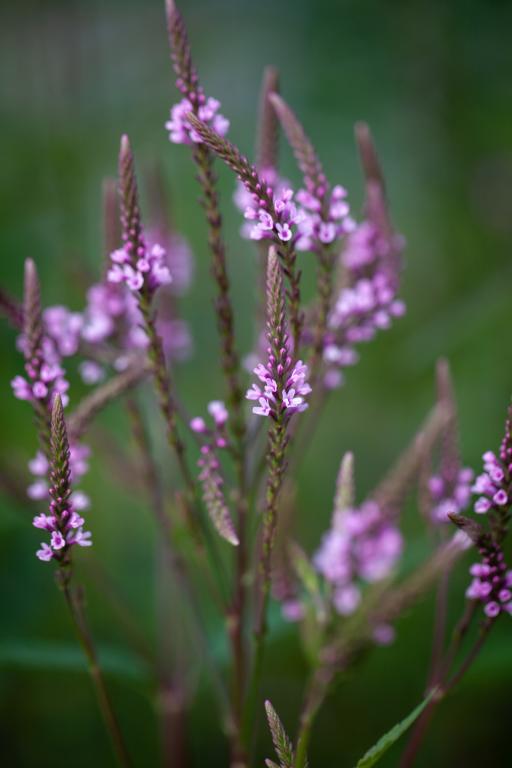 Odajas raudürt Pink Spires P9