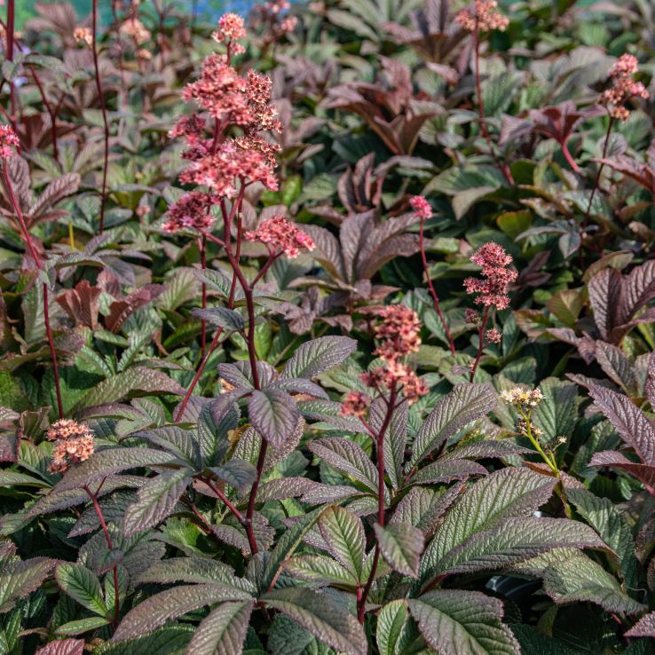 Rodgersia Bronze Peacock P9
