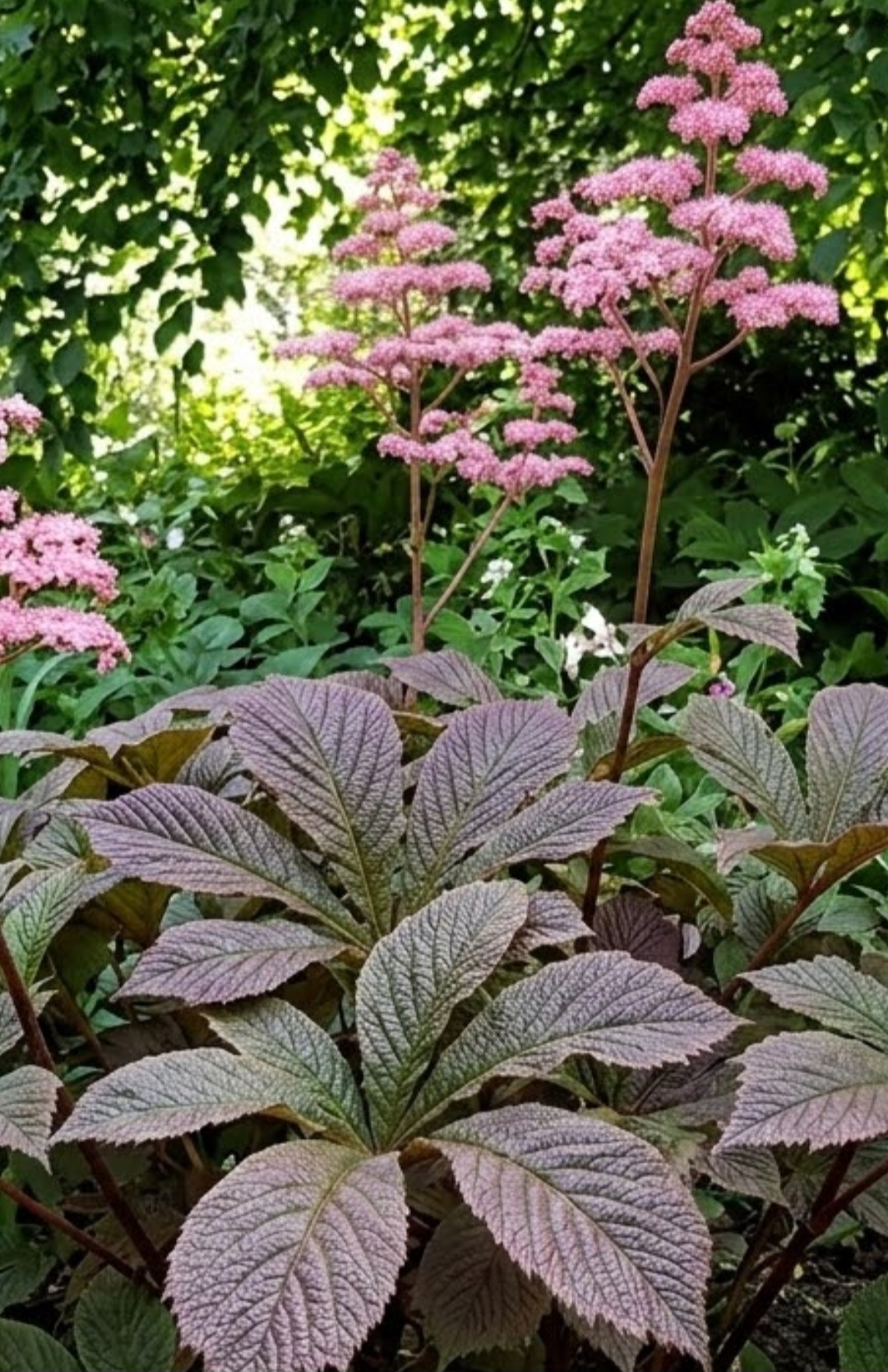 Rodgersia Chocolate Wings P9