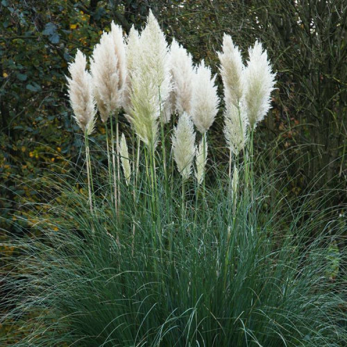 Argentiina pamparohi Pumila P9