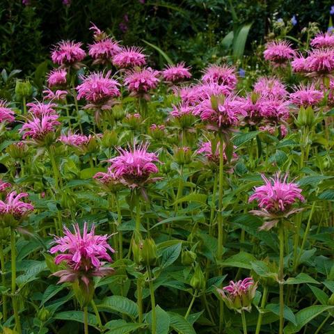 Aedmonarda Croftway Pink taim P9