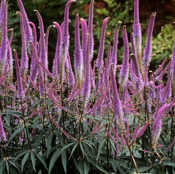 Virgiinia männasmailane Fascination P9