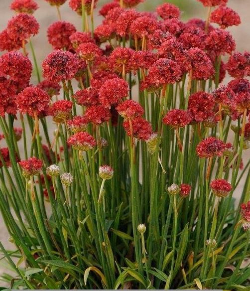 Laialehine merikann Ballerina Red taim P9