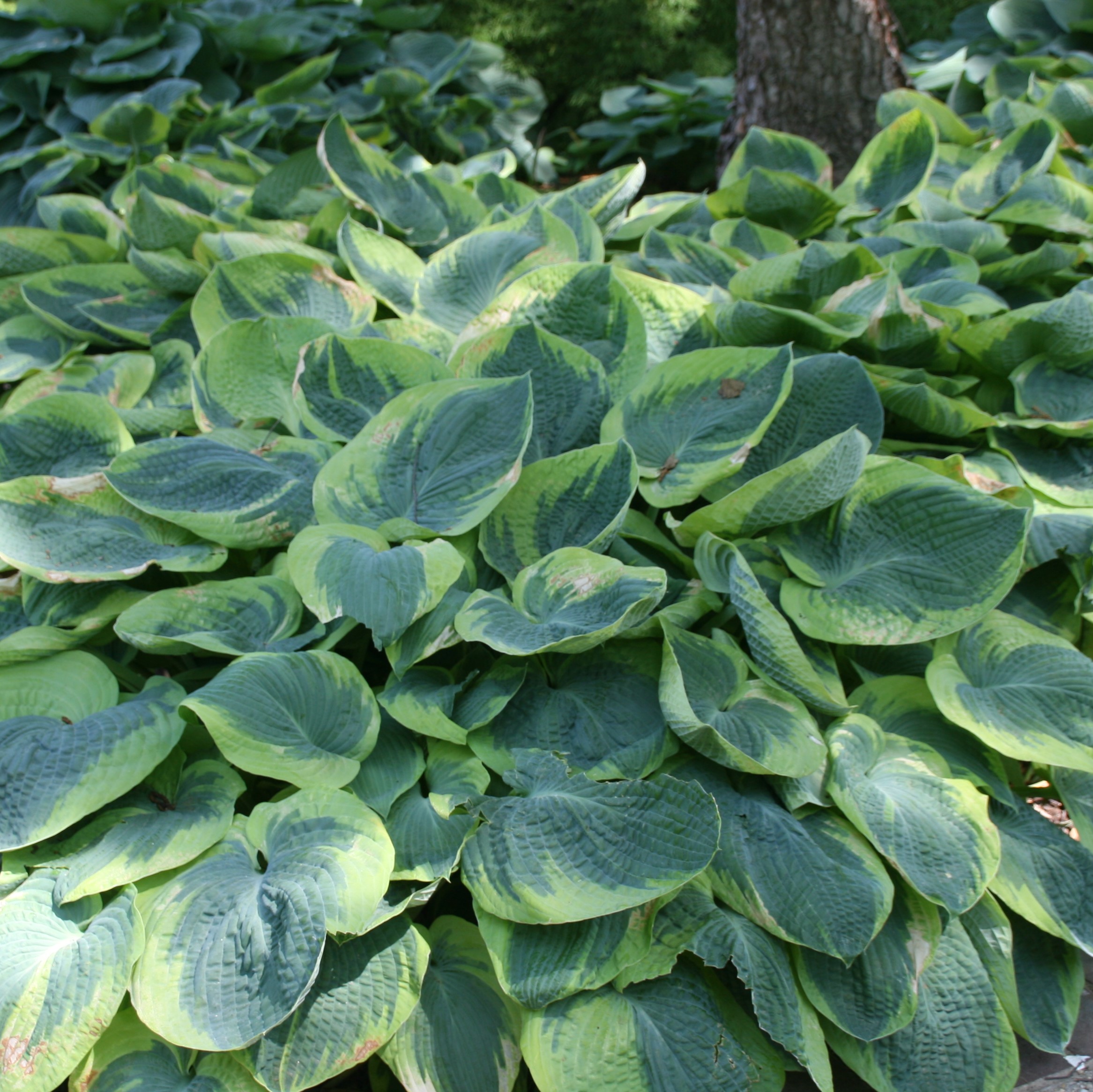 Hosta Frances Williams P9