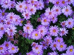 Madal aster Herbstgruss vom Bresserhof taim P9