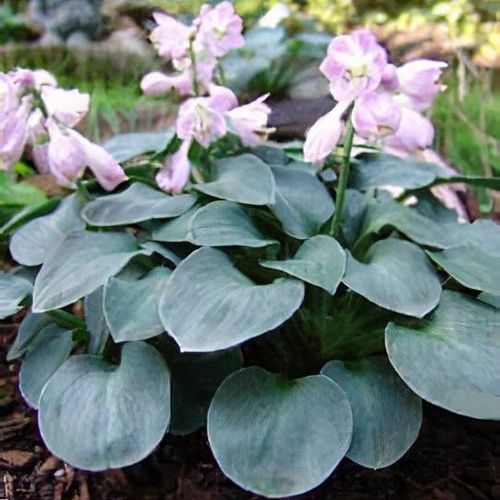 Hosta Blue Mouse Ears P9