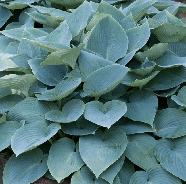 Hosta Halycon P9