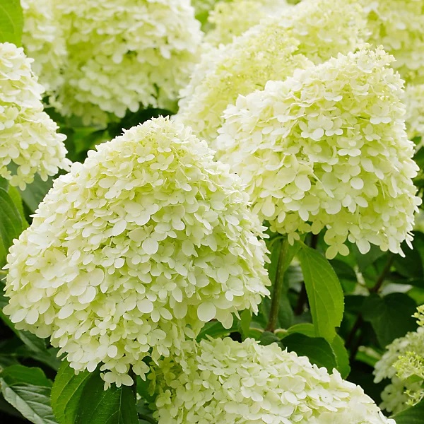 Aedhortensia Limelight taim C3
