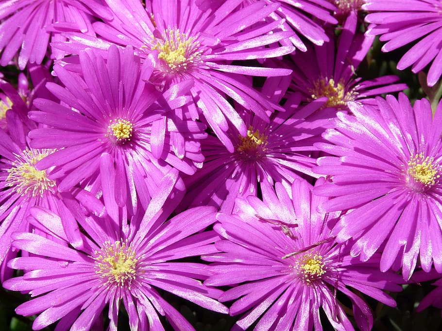 Madal aster Jenny taim P9