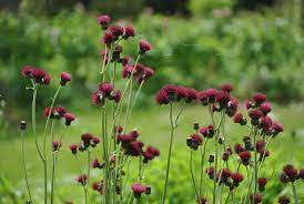 Ojaohakas Atropurpureum taim