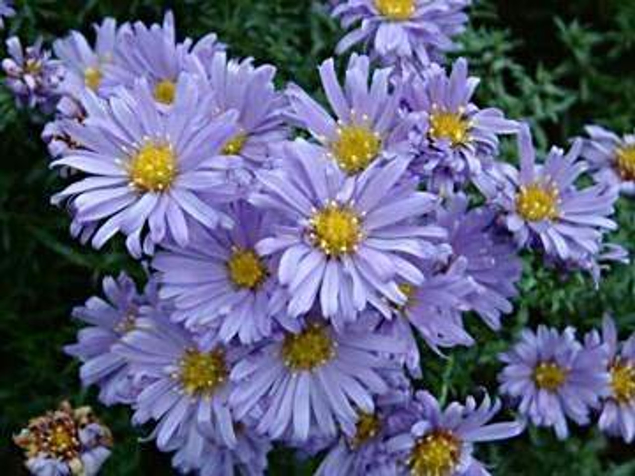 Madal aster Lady in Blue taim P9
