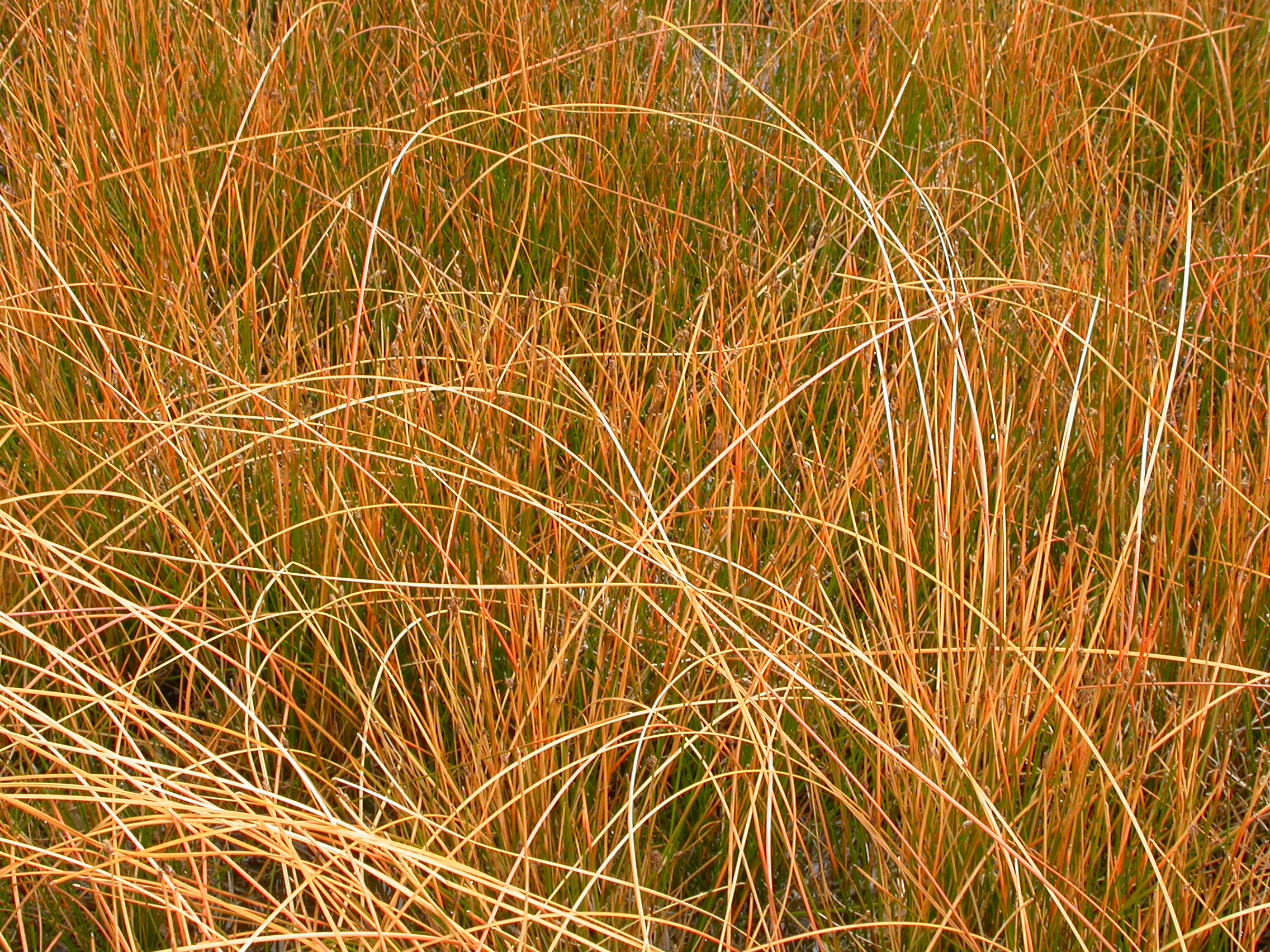Pronkstarn Prairie Fire taim P9