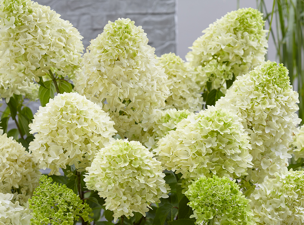 Aedhortensia Skyfall taim C3
