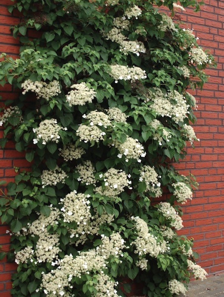 Roniv hortensia taim C2