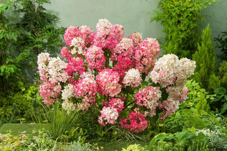 Aedhortensia Diamant Rouge taim C3