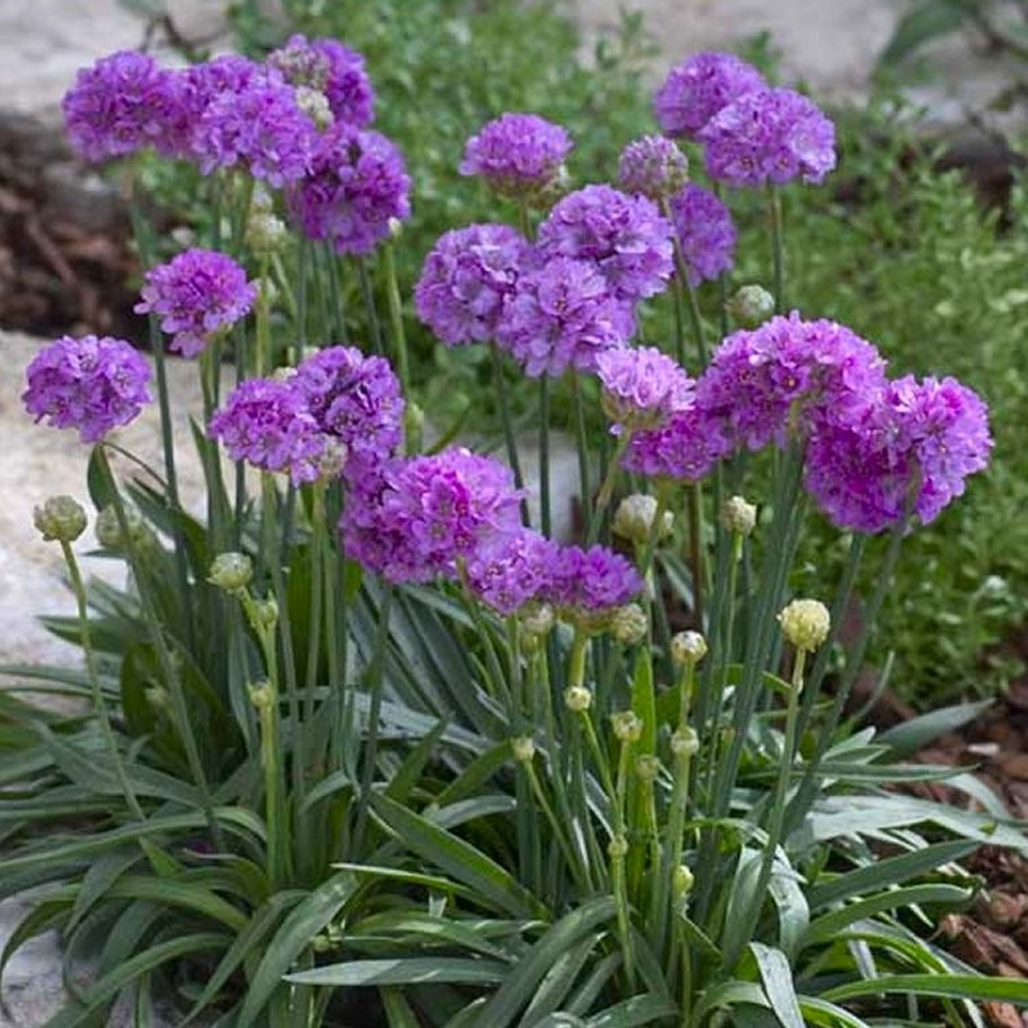 Laialehine merikann Ballerina Lilac taim P9