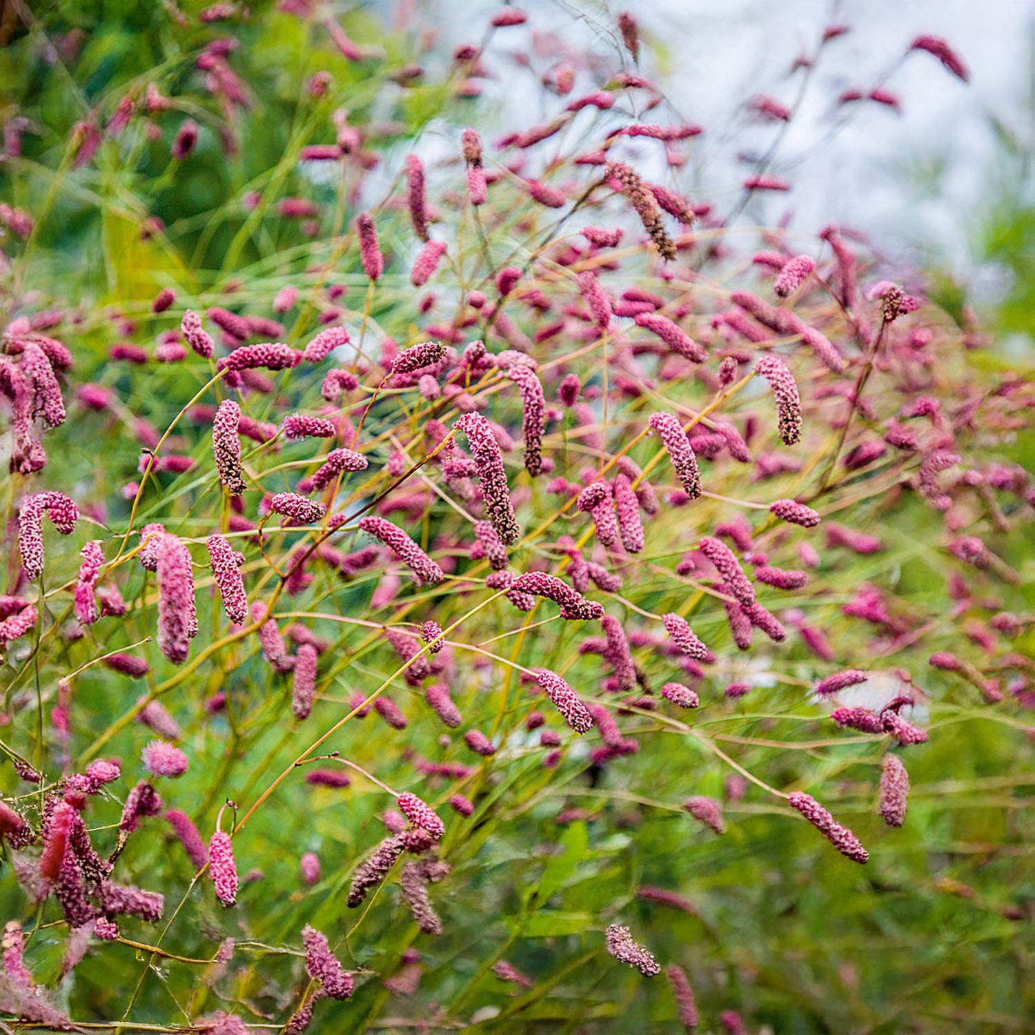 Ürt-punanupp Pink Tanna taim P9