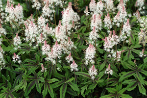 Tiarell Spring Symphony P9