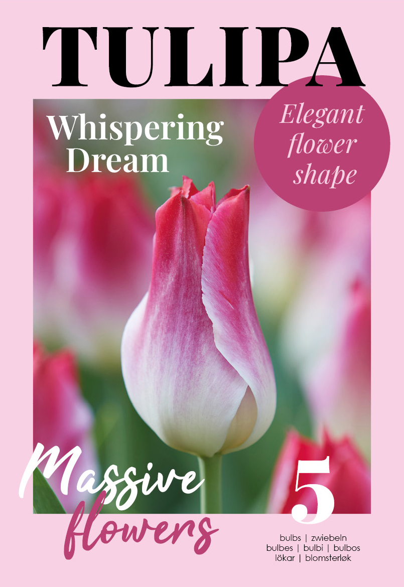 Tulp Whispering Dream 5 tk