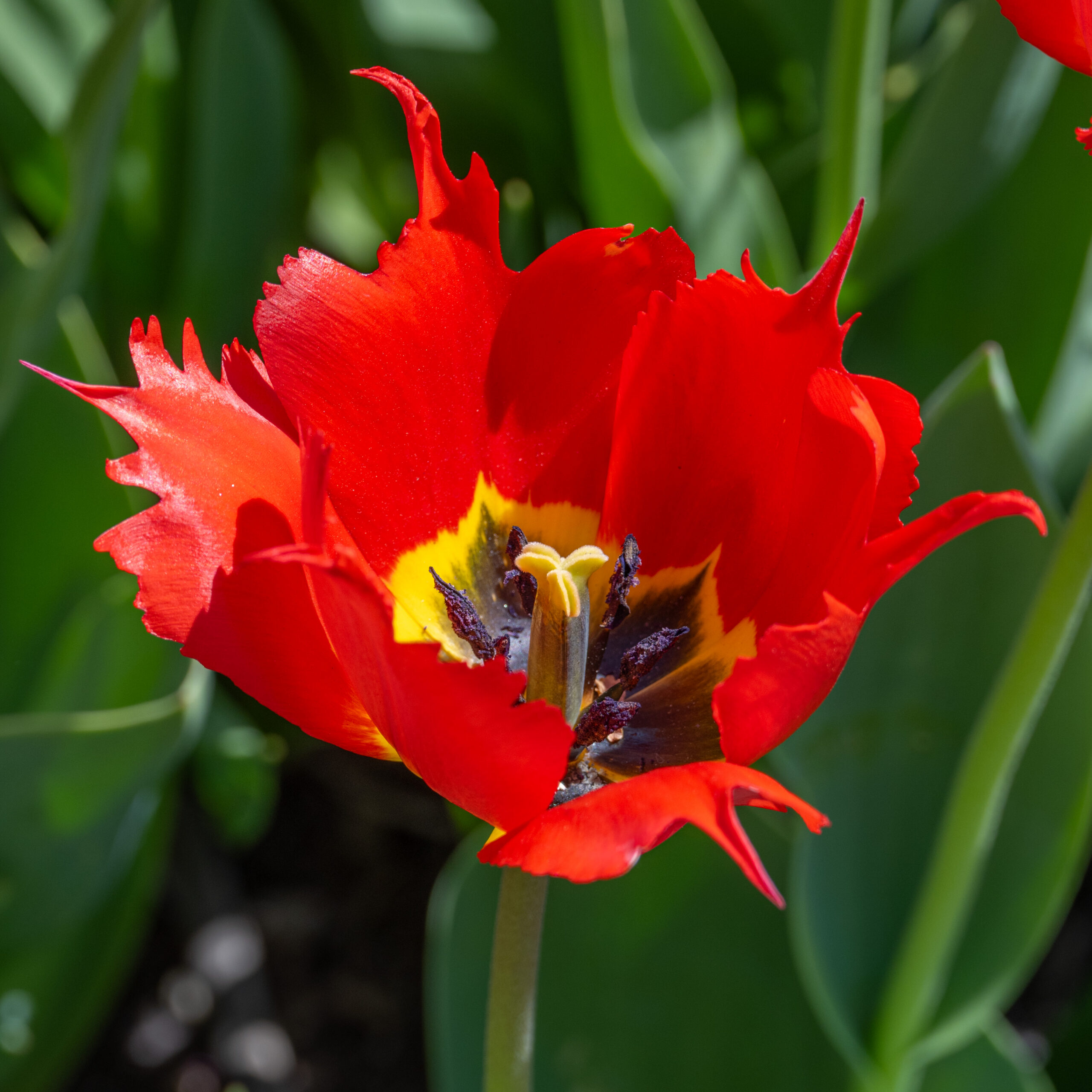 Tulp Robbedoes 1 tk