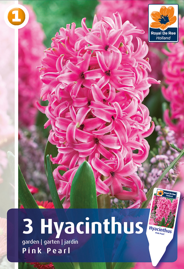 Hüatsint Pink Pearl 3 tk