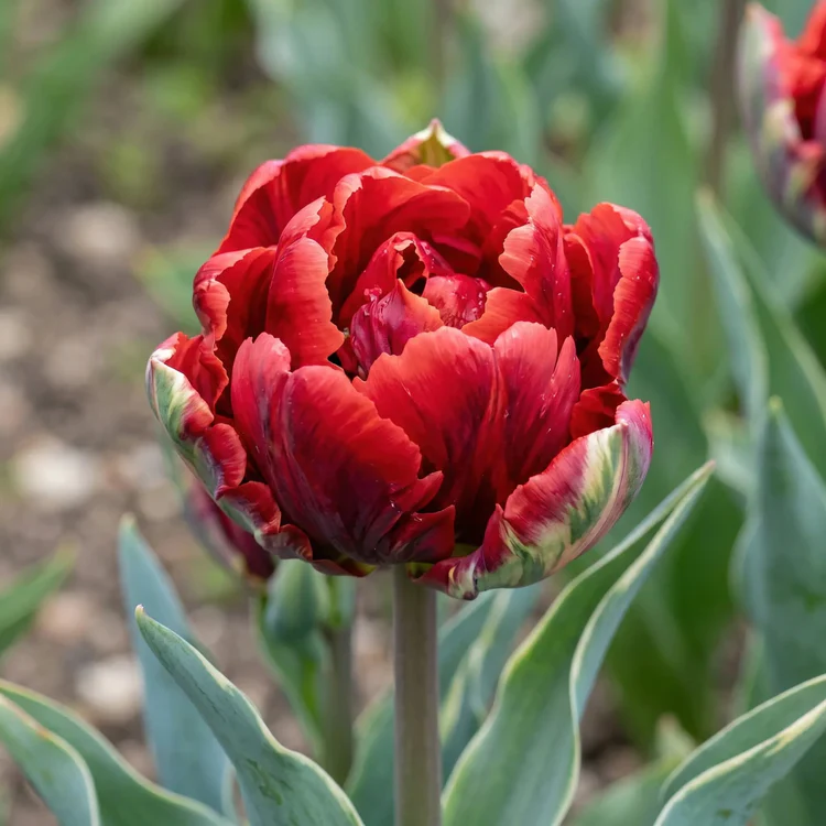 Tulp Rococo Double 1 tk
