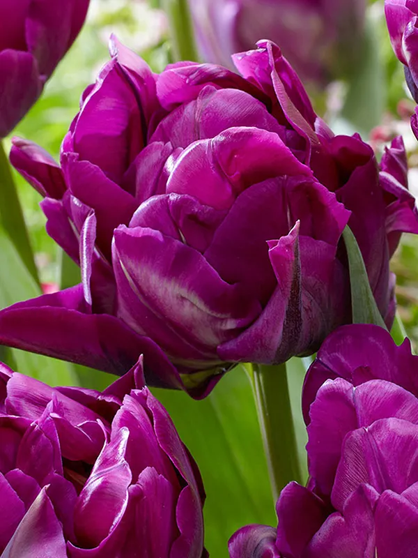 Tulp Saigon Double 1 tk