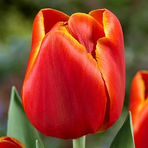 Tulp Verandi 1 tk