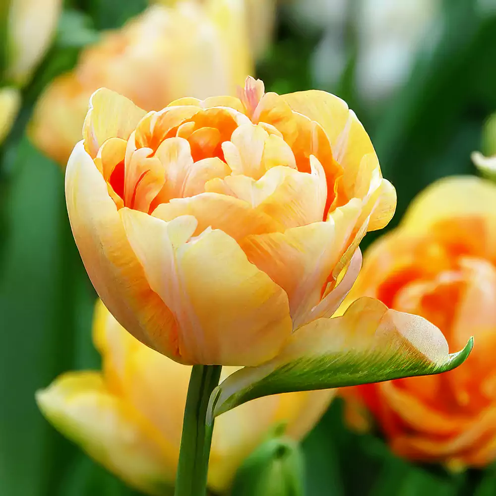 Tulp Zantucharme 1 tk