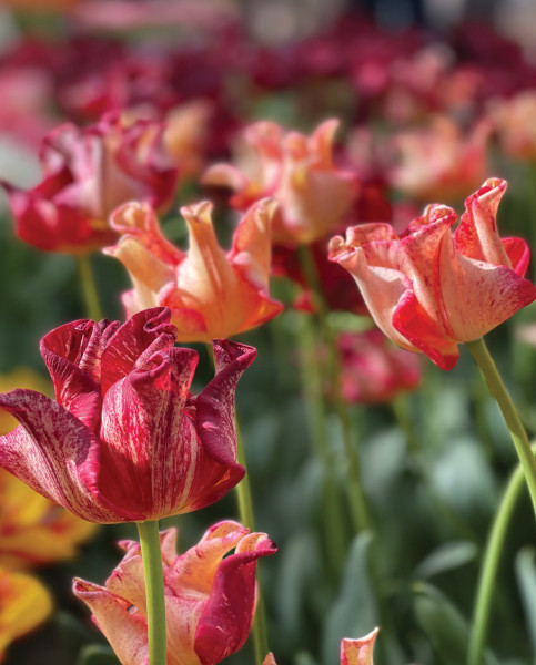 Tulp Striped Crown 1 tk