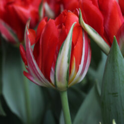 Tulp Love Valley 1 tk