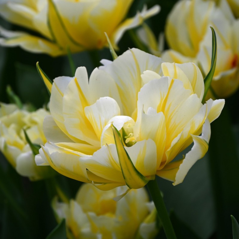 Tulp Sweet Valley 1 tk