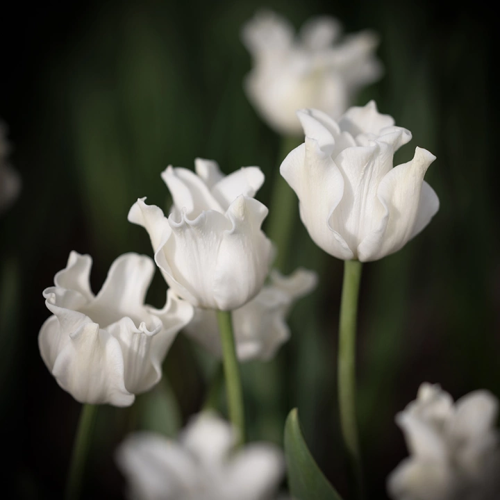 Tulp White Liberstar 1 tk