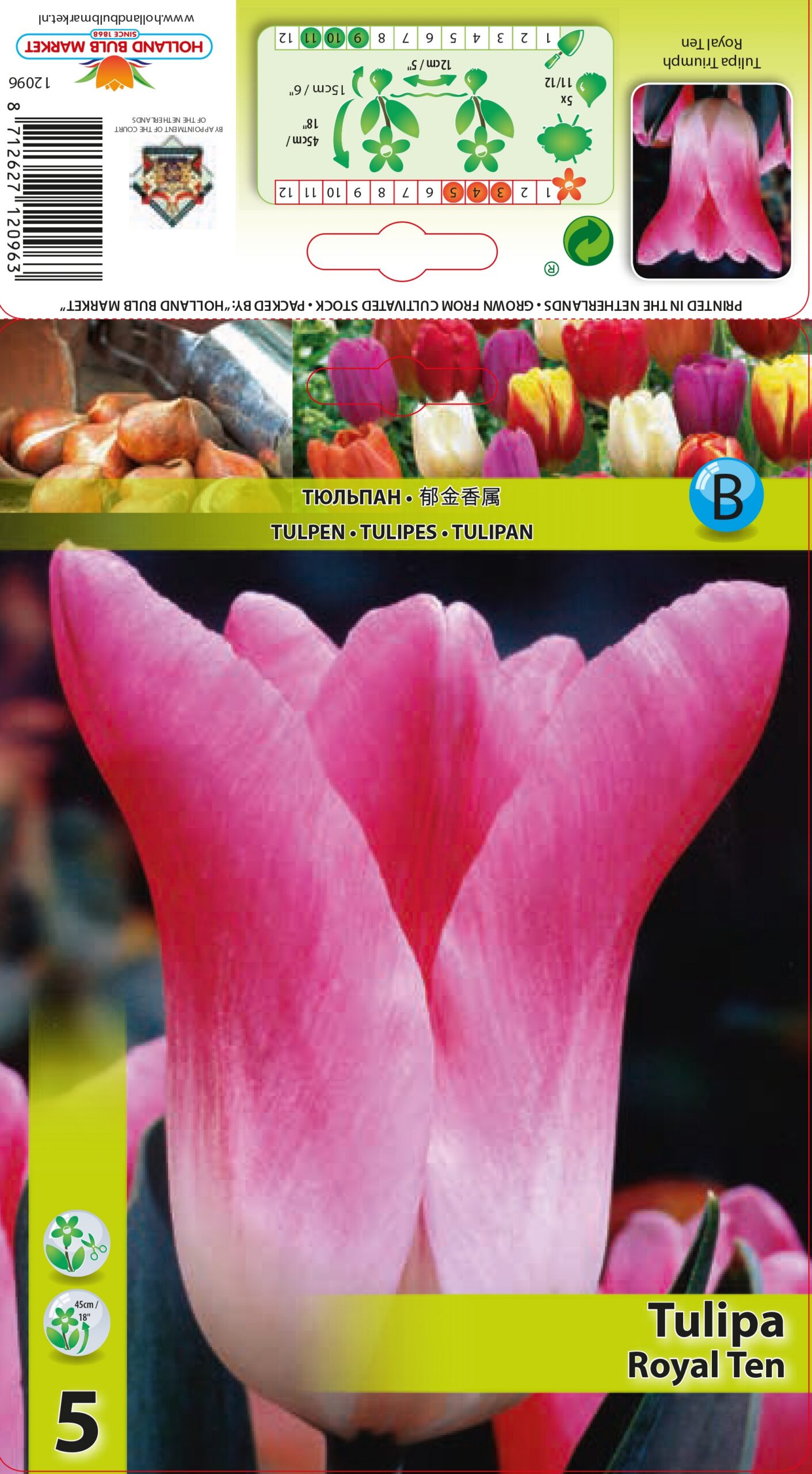 Tulp Royal Ten 5 tk