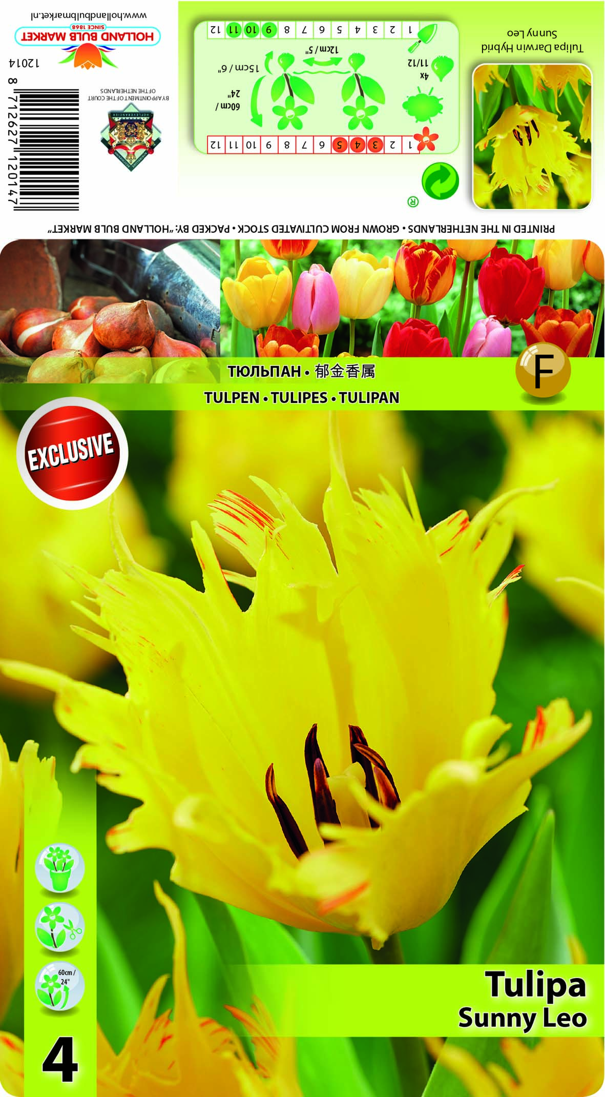 Tulp Sunny Leo 5 tk
